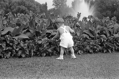 A young child wearing white overalls and white socks stands on a grass lawn. The child is positioned in front of a dense row ...