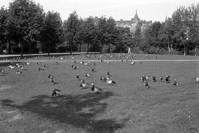 A wide shot of a grassy field with dozens of ducks scattered across the lawn. In the background, a line of tall trees partial...
