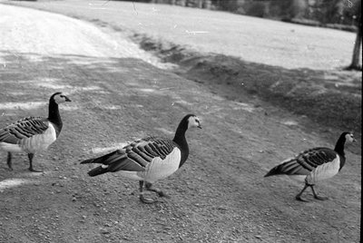 Three geese are captured in flight against a textured, light-colored background. The image is oriented upside down, showing t...