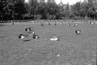 A flock of geese scattered across a grassy field. In the background, a line of deciduous trees stands before a building with ...