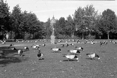 A black and white photograph of a grassy park area filled with numerous geese. A man stands in the middle ground, facing the ...