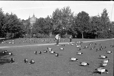 A wide shot of a grassy park area filled with numerous ducks. Two people stand in the middle ground, one wearing a backpack. ...