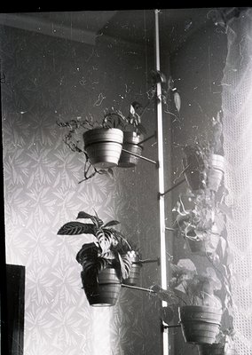 Vintage black-and-white interior shot of hanging plants in cracked terracotta pots against peeling wallpaper with floral patt...