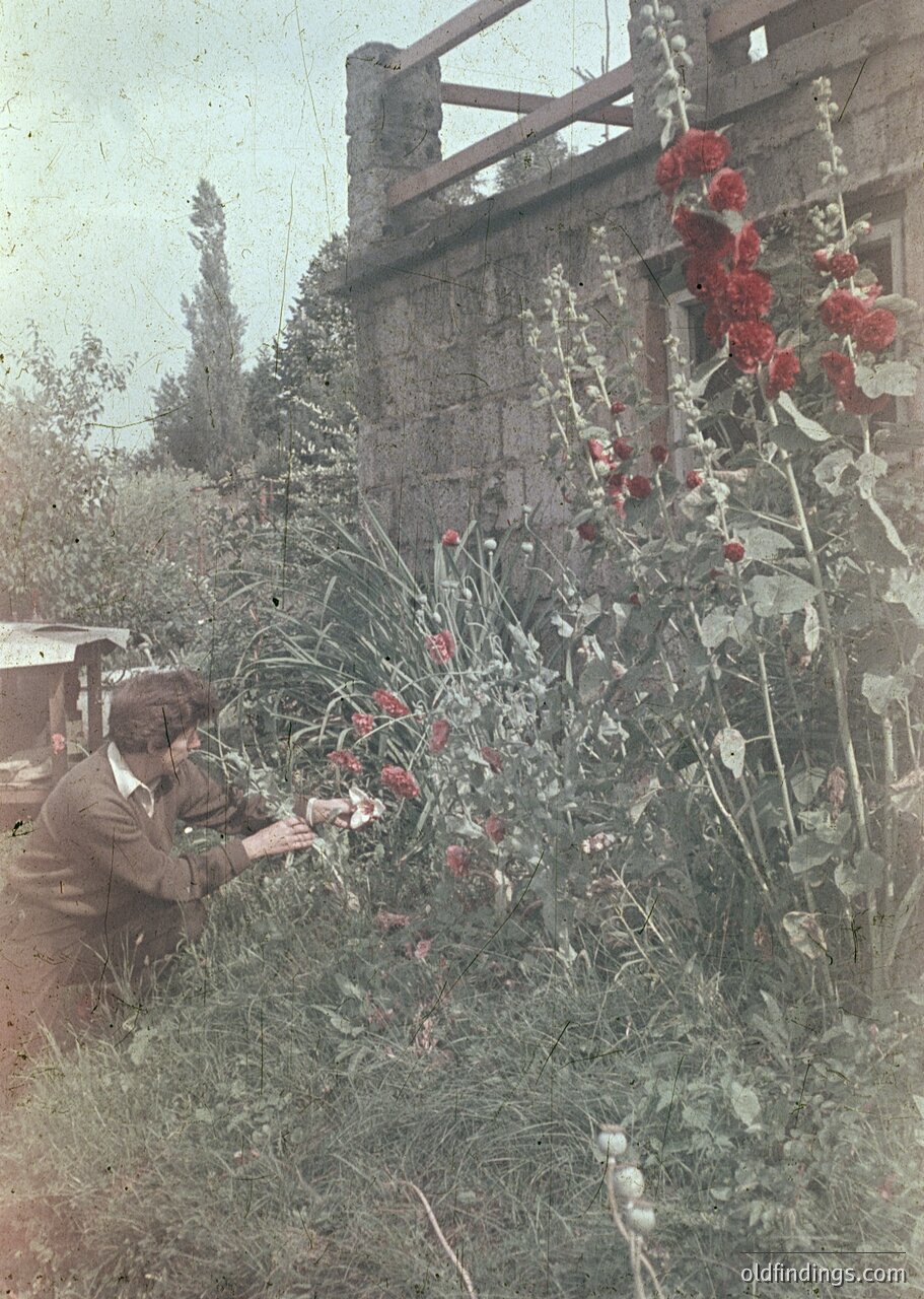 Vintage sepia-toned photograph of a man pruning red roses in a lush garden beside a rustic stone wall and wooden fence. Mid-20th century rural setting, likely European.