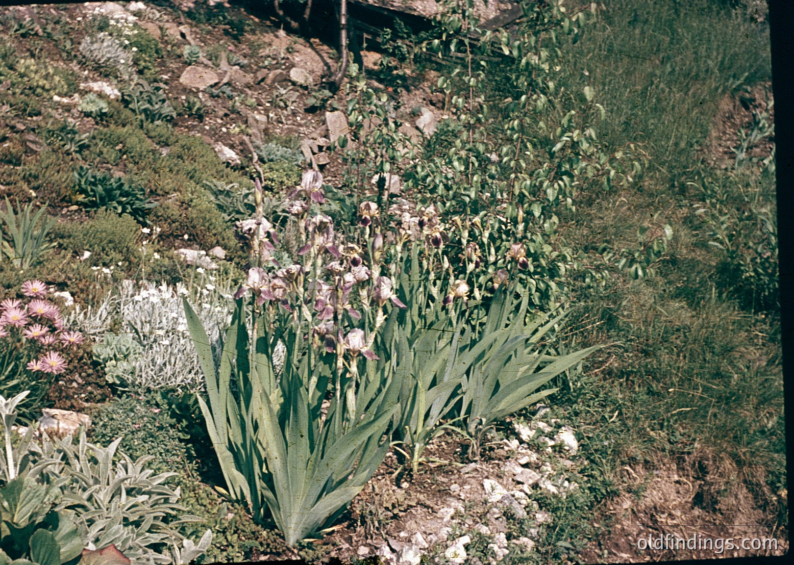 Vibrant close-up of tulips in bloom among green foliage and low-lying wildflowers. Rich, saturated colors suggest a 1960s–1970s slide film aesthetic. Likely a garden or meadow setting.