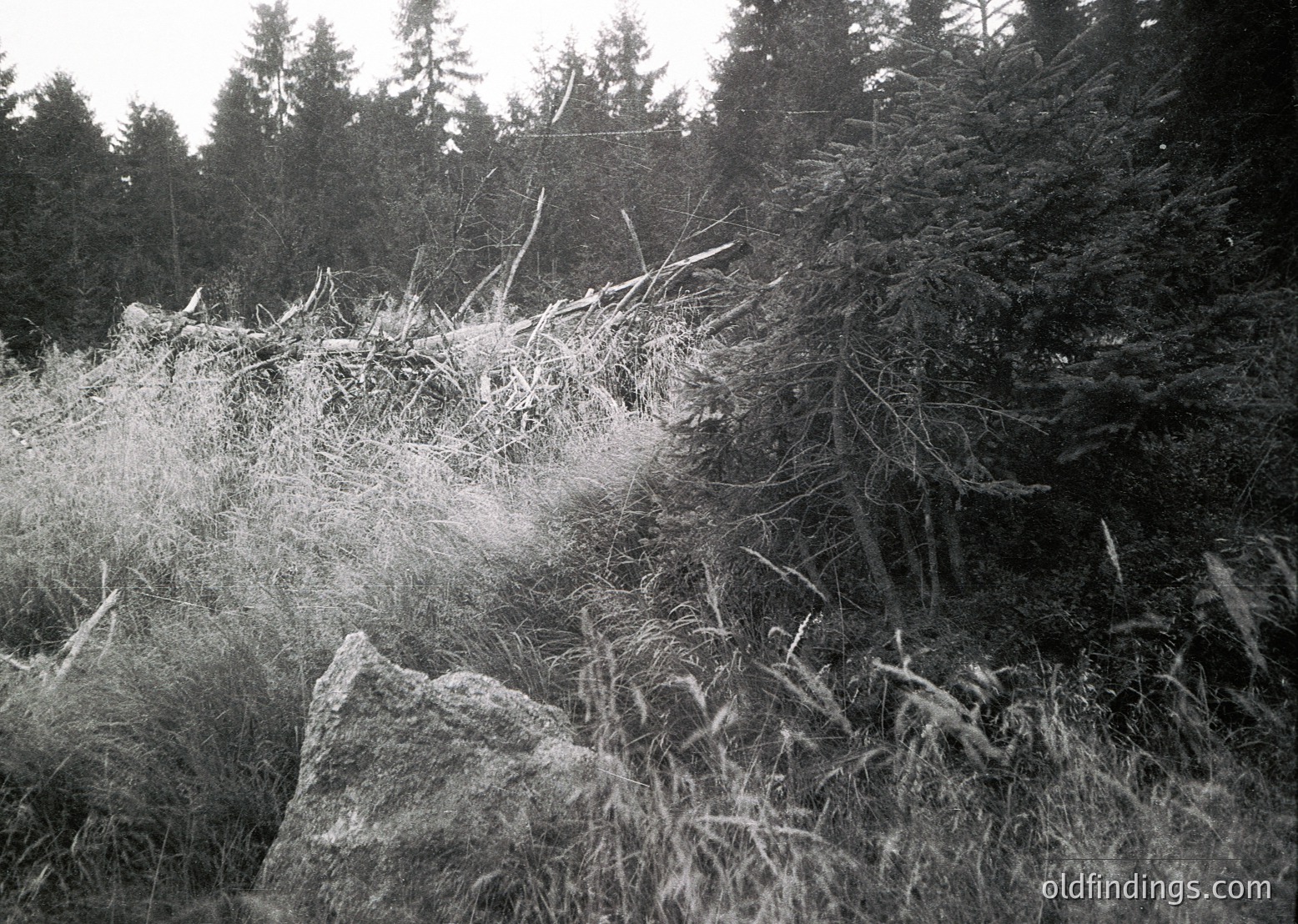 Winter forest scene with snow-covered grasses and branches. Dense evergreen trees frame a rocky hillside under overcast skies. Monochrome aesthetic highlights texture and contrast.