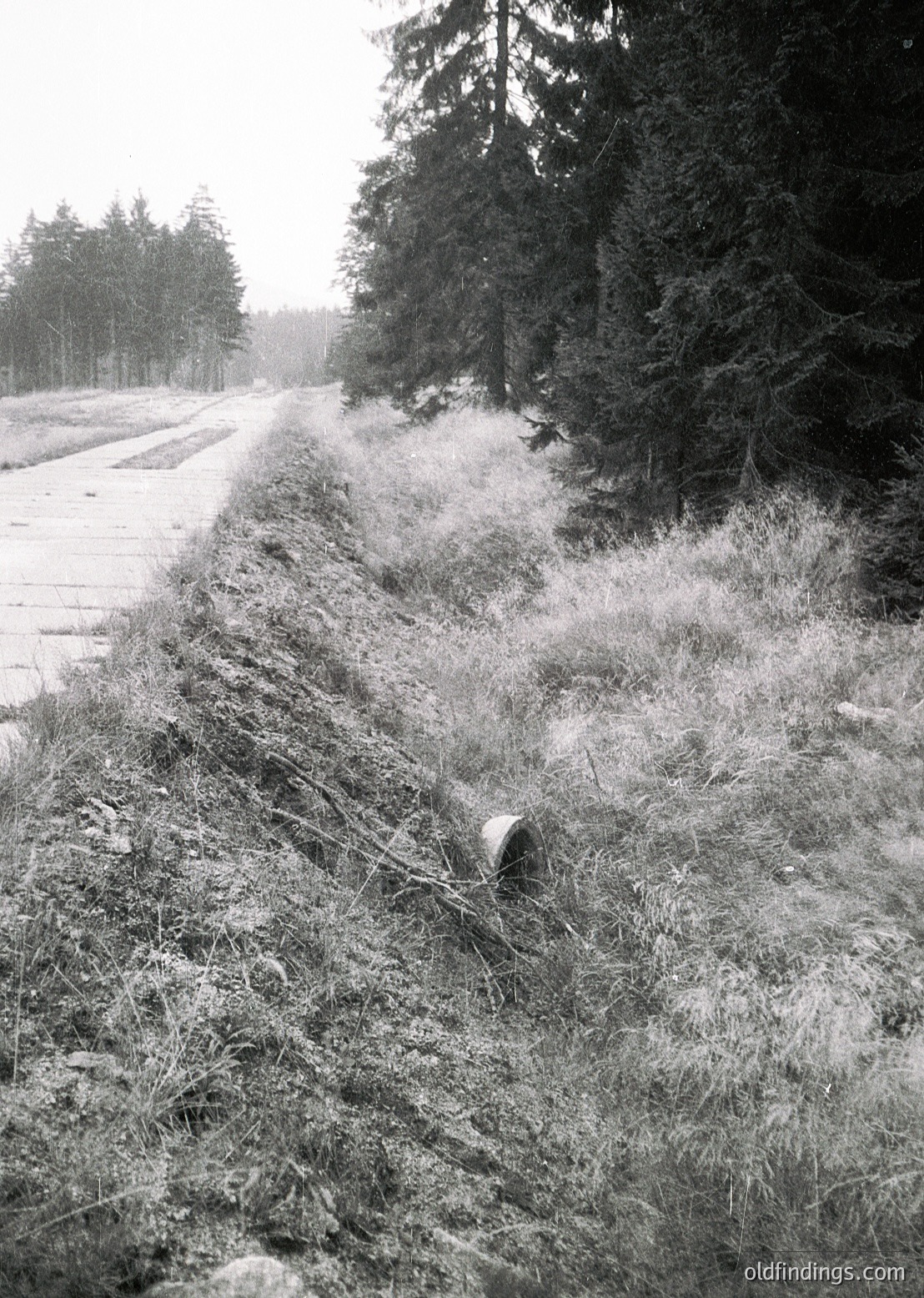 A lone, rusted pipe lies half-buried in overgrown grass beside a snow-dusted forest road, flanked by dense pine trees. The scene evokes a quiet, untouched winter landscape, likely in a temperate forest region.