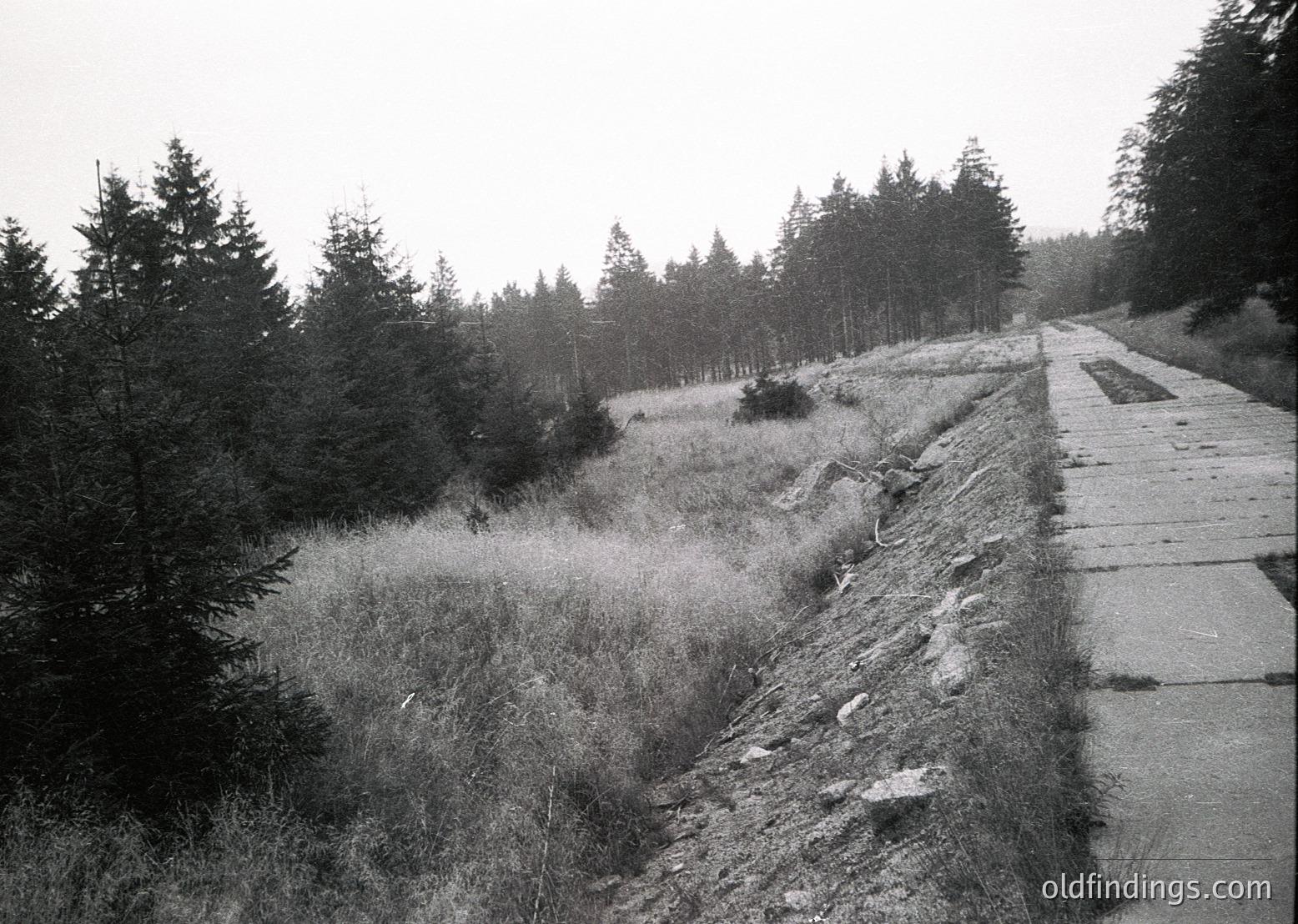 Black-and-white image of a **stone causeway** cutting through a **wetland** or **marshy terrain**, flanked by dense **pine forest**. The path appears **mid-20th century** in construction style, likely for **military or industrial access**. Overgrown vegetation suggests abandonment.