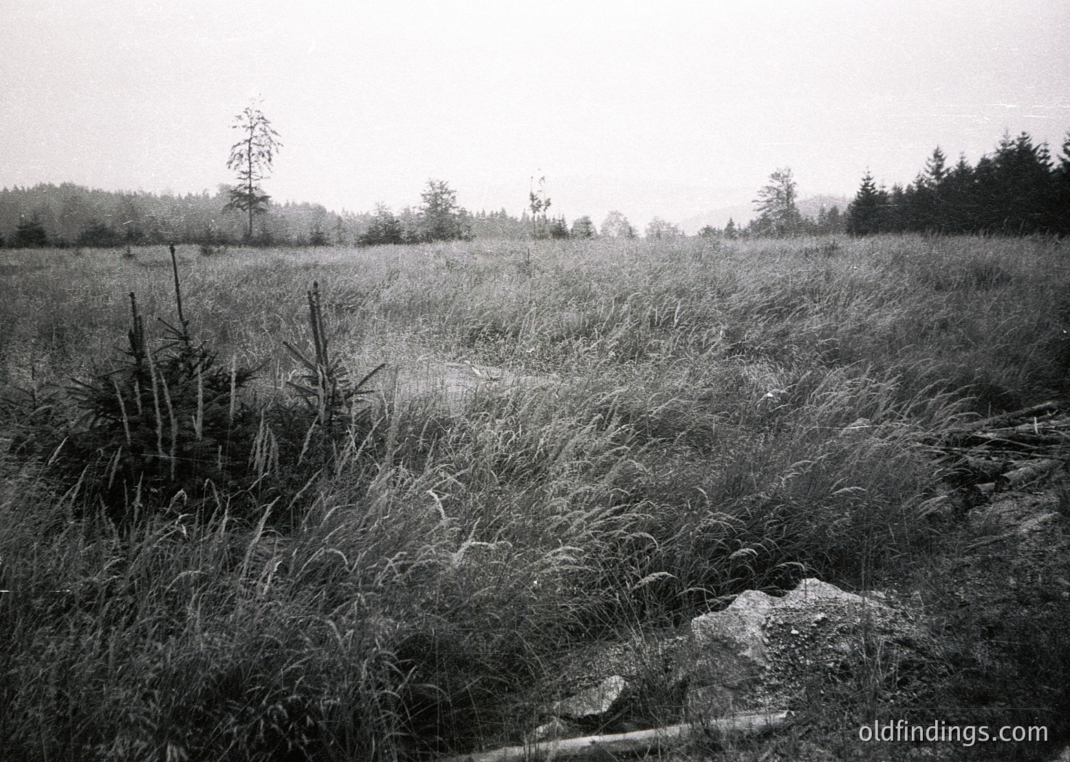 Black-and-white landscape of dense tallgrass meadow with scattered rocks, leading to a distant treeline under overcast skies. Evokes mid-20th century documentary photography style.