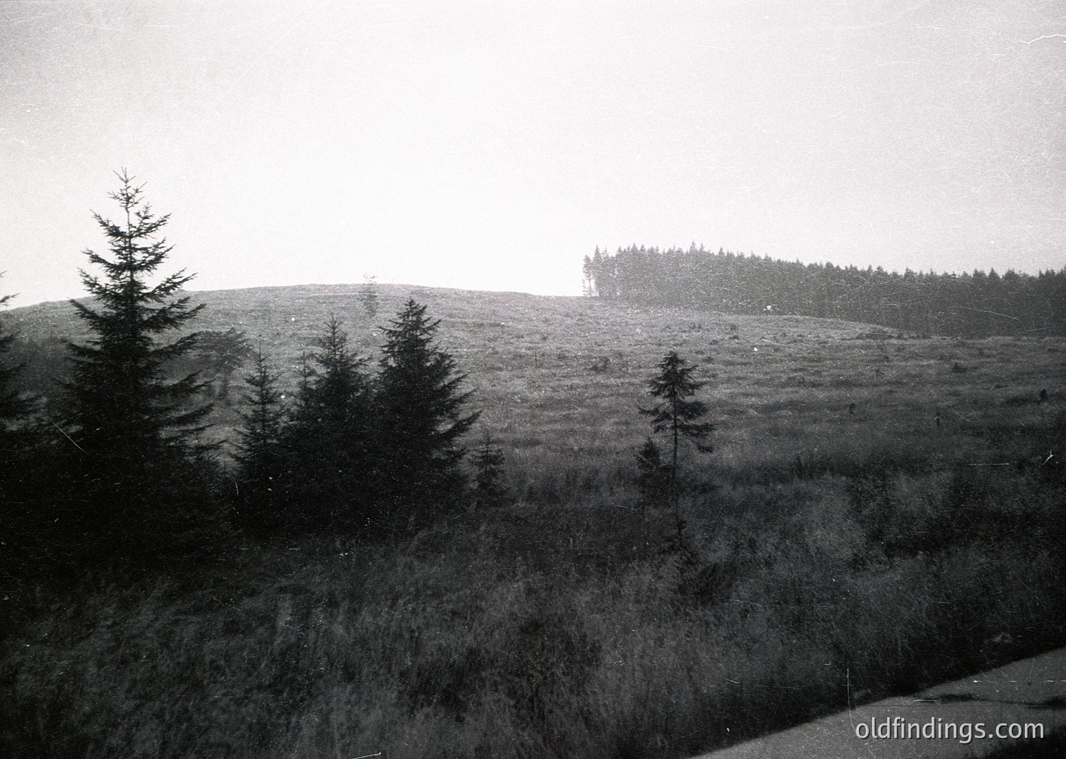 Black-and-white landscape featuring sparse coniferous trees on rolling terrain, likely European alpine or boreal. Mist or low clouds obscure distant treeline, enhancing atmospheric depth. Mid-20th century vintage (1940s–1960s) based on grain and contrast. Ideal for vintage travel, nature, or historical research.