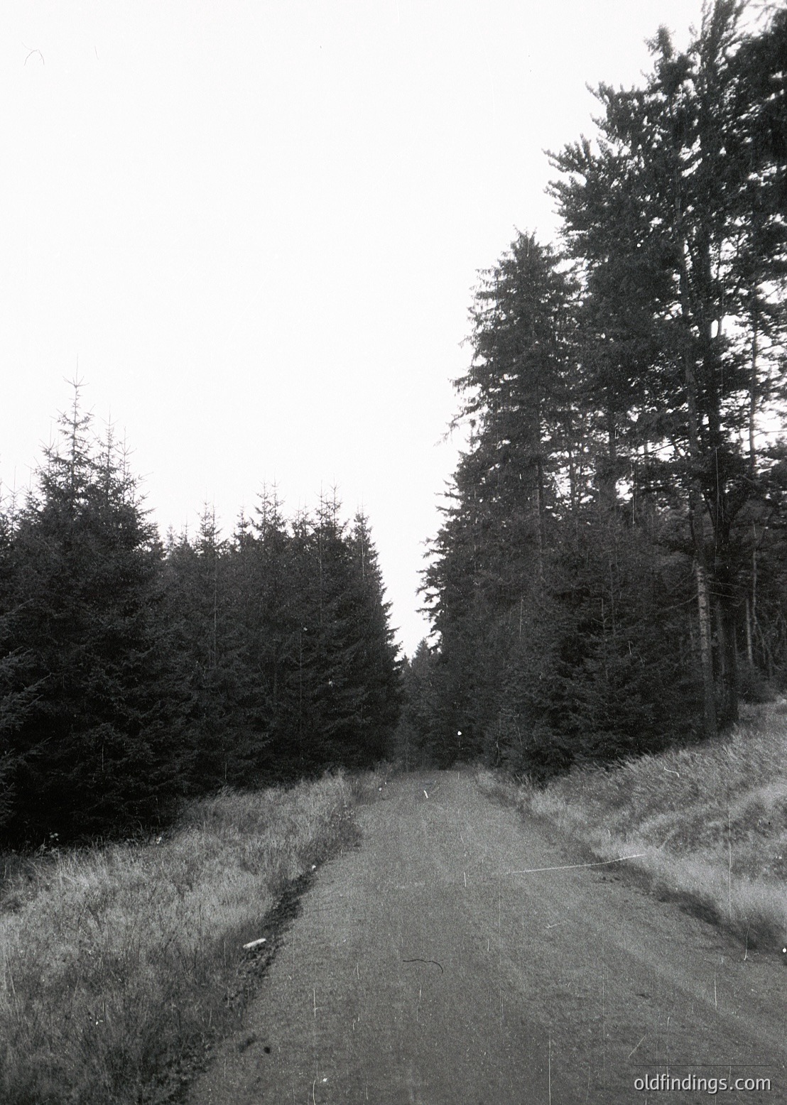 Dense forest path flanked by tall evergreens, leading into misty distance. Monochrome tone suggests vintage or artistic filter. Ideal for nature, travel, and mood-inspired stock imagery.
