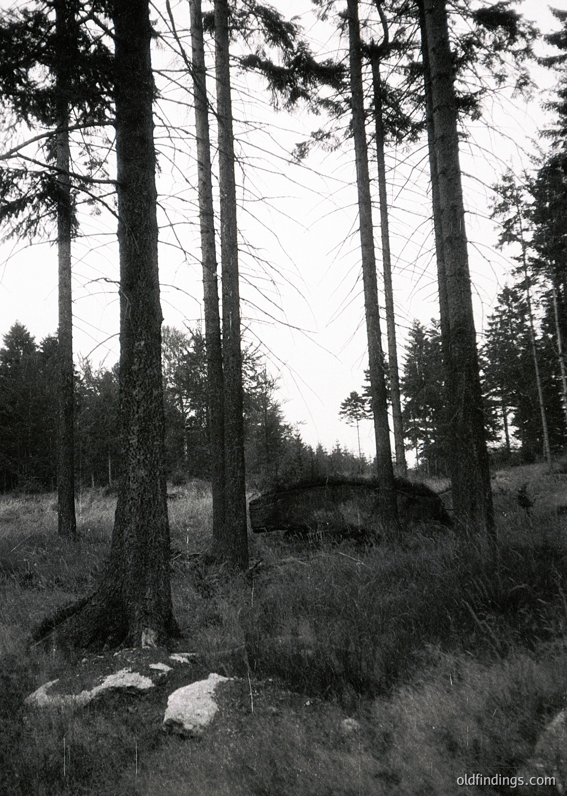 Tall, dense forest of mature pine trees framing a partially buried concrete structure, likely a bunker or shelter, in a grassy clearing. Overgrown vegetation and exposed roots suggest abandonment. Black-and-white, high-contrast composition.