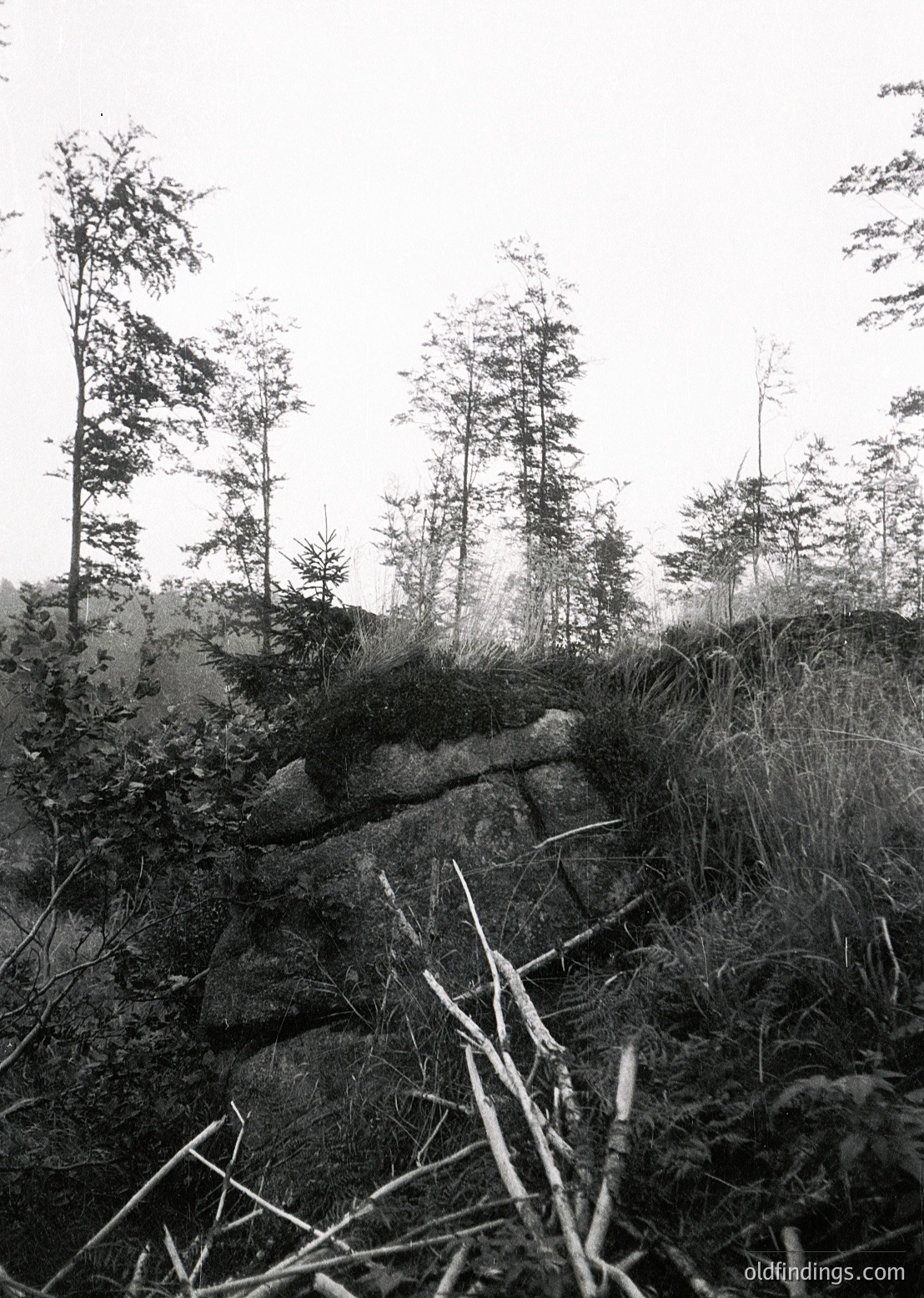 Monochrome forest scene featuring rugged rock formations and dense coniferous trees. The misty atmosphere suggests early morning or autumnal conditions. Ideal for nature-inspired design or historical landscape studies.