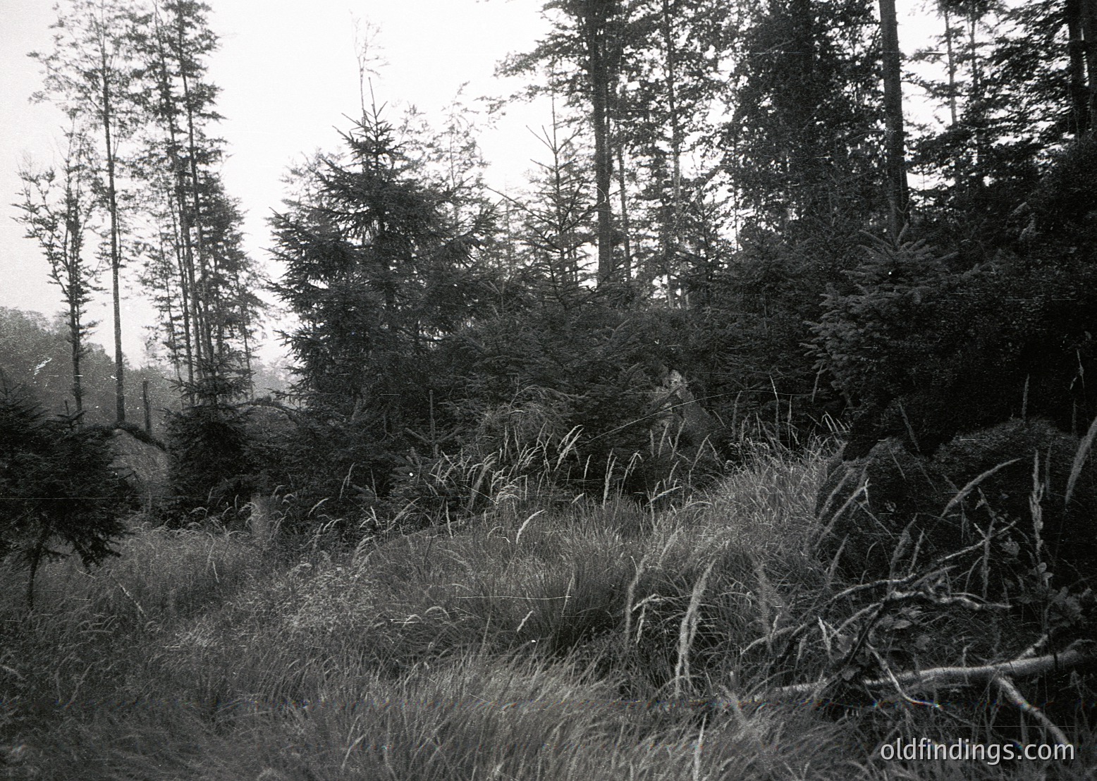 Dense coniferous forest with tall, slender trees framing a misty, low-lying meadow. Monochromatic black-and-white tone suggests vintage or artistic filter. Ideal for nature, landscape, or historical photography references.