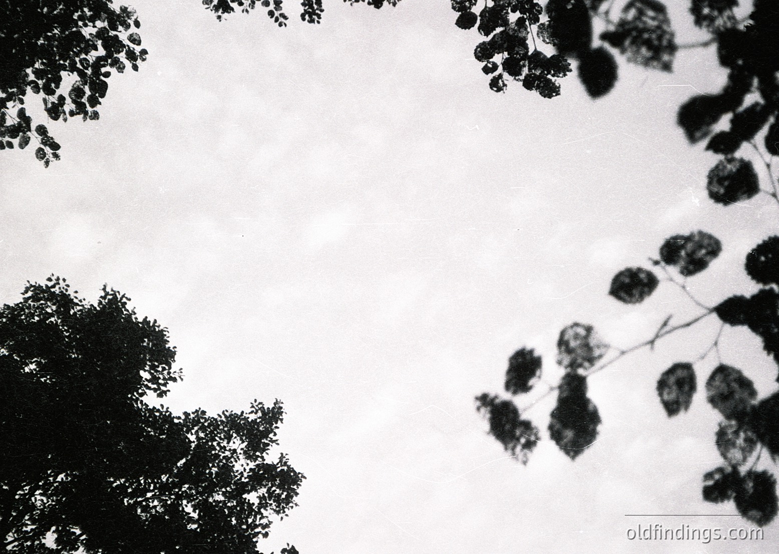 High-contrast black-and-white shot of tree foliage against an overcast sky, emphasizing texture and negative space. Likely mid-20th century due to grain and composition style.