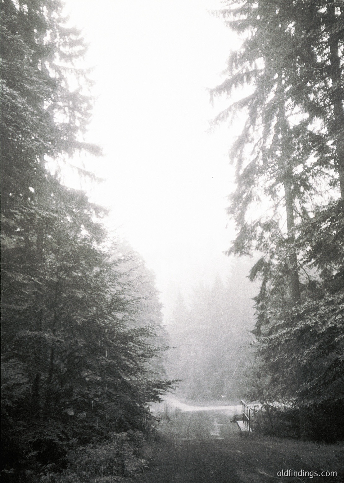 Misty forest path framed by dense evergreen trees, evoking a serene, atmospheric woodland scene. Sunlight filters through branches, creating dappled light on the damp ground. Likely a temperate climate, possibly European or North American.