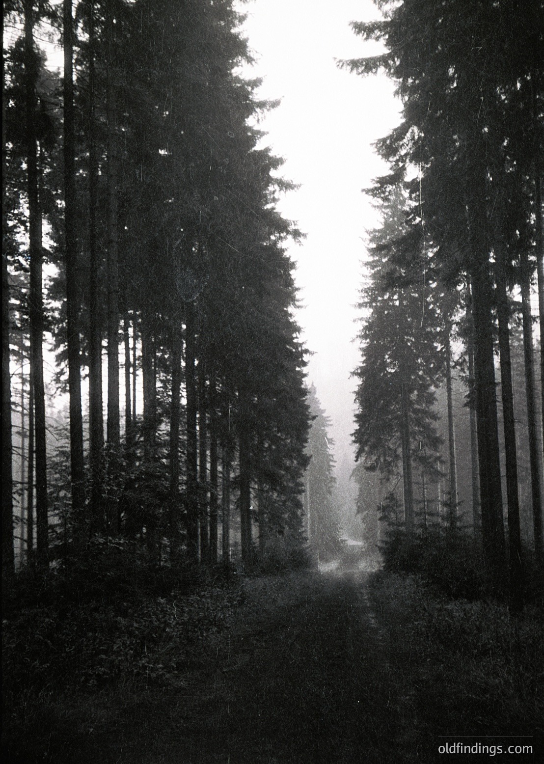 Tall, dense coniferous forest path bathed in dappled sunlight, creating dramatic shadows and depth. Monochromatic tone enhances texture of bark and foliage. Likely European temperate forest, possibly or .