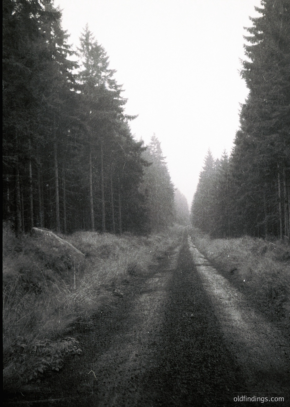 Dense forest path flanked by tall evergreens, mist rising in early morning light. Symmetrical tree alignment suggests managed woodland. Black-and-white vintage aesthetic evokes early 20th-century photography.