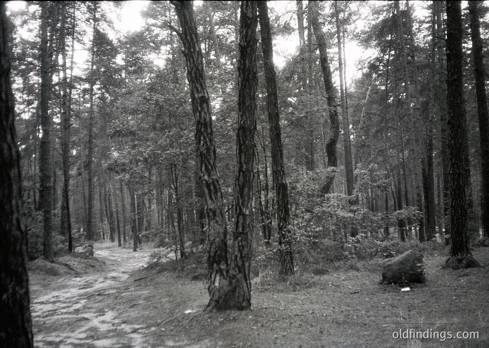 Dense forest pathway flanked by towering coniferous trees, likely pine, with fallen logs and undergrowth. Monochrome, high-contrast black-and-white composition suggests vintage or artistic intent. Potential or aesthetic.