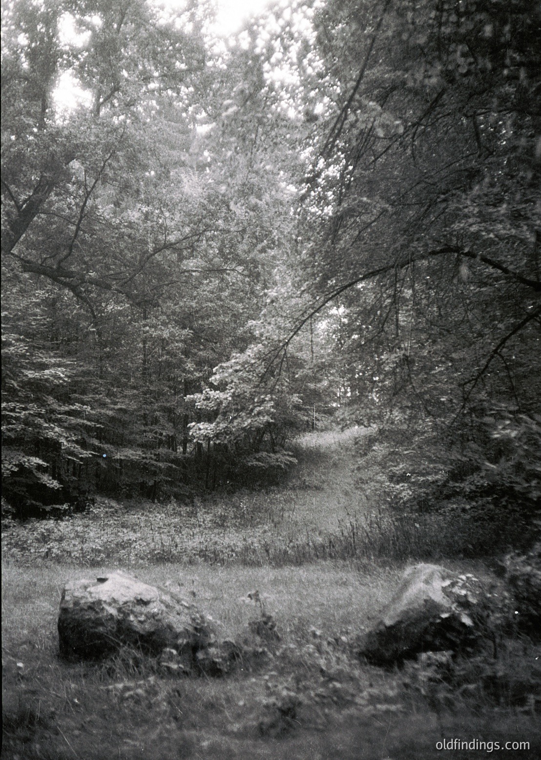 Dense forest path winding through rocky terrain, framed by towering trees with intricate branches. Monochrome vintage aesthetic suggests mid-20th century. Ideal for nature, travel, or historical photography.