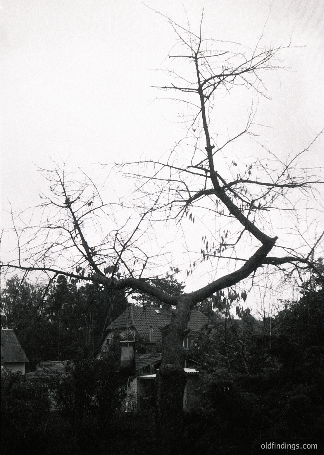 Barren deciduous tree dominates foreground, framing rustic wooden house with thatched roof. Mid-20th century rural architecture suggests traditional construction. Dense foliage and stone foundation hint at European countryside setting.