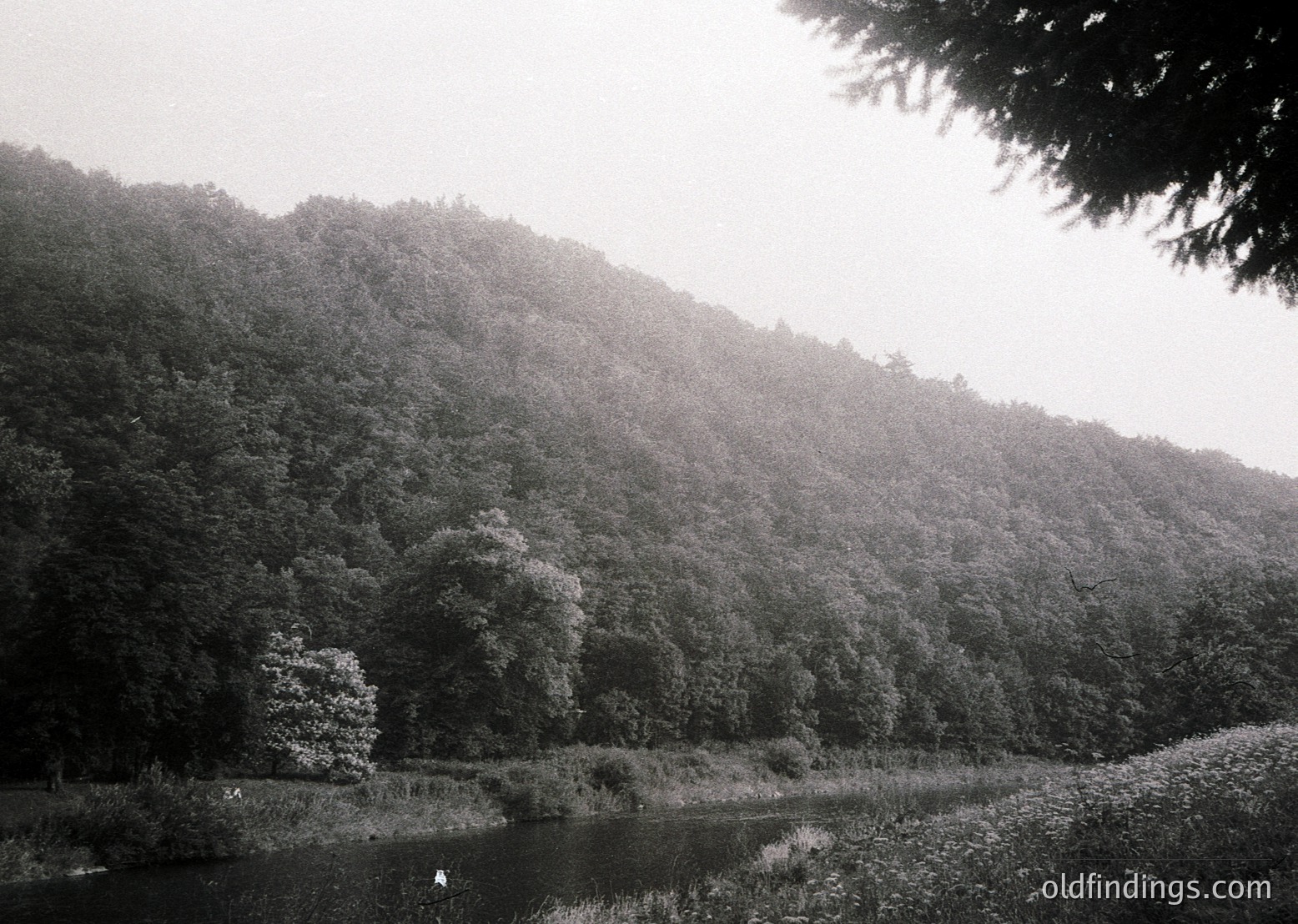Dense forest framing a misty riverbank, likely mid-20th century monochrome. Overgrown vegetation and shallow water suggest a remote, untouched natural setting. Ideal for vintage travel, nature studies, or historical landscape research.