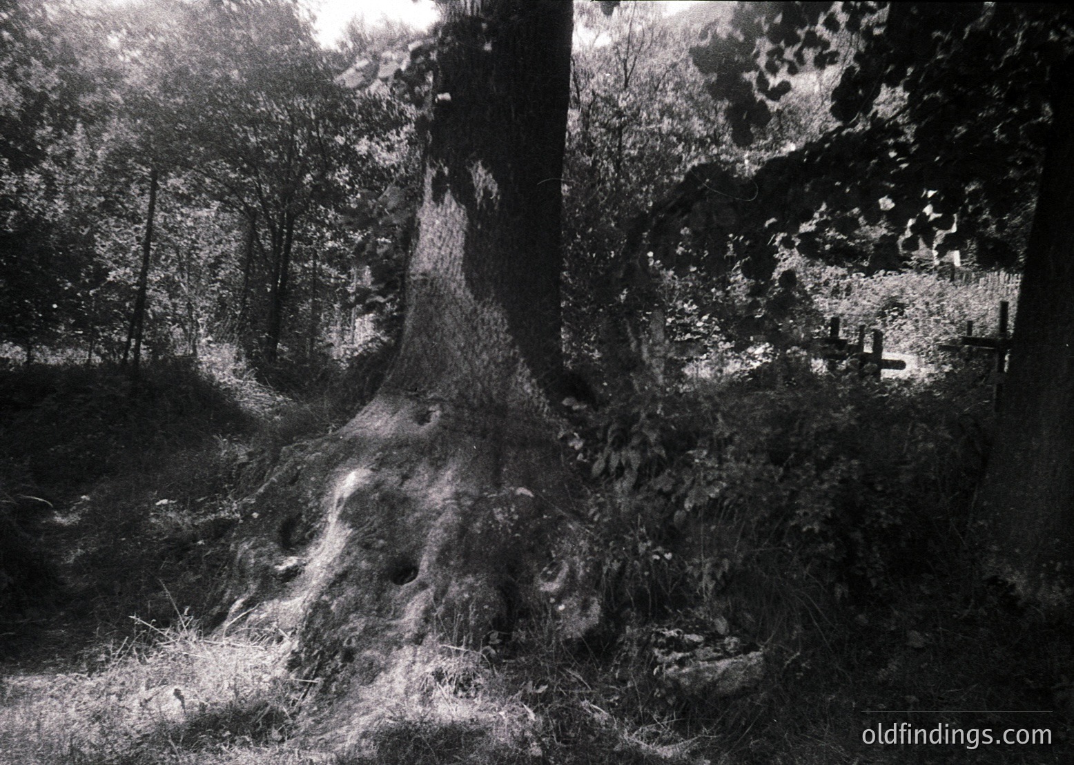 High-contrast black-and-white forest scene featuring a massive, hollowed-out tree trunk with intricate root system. Distant farmland and structures visible through dense foliage. Likely mid-20th century agricultural landscape.