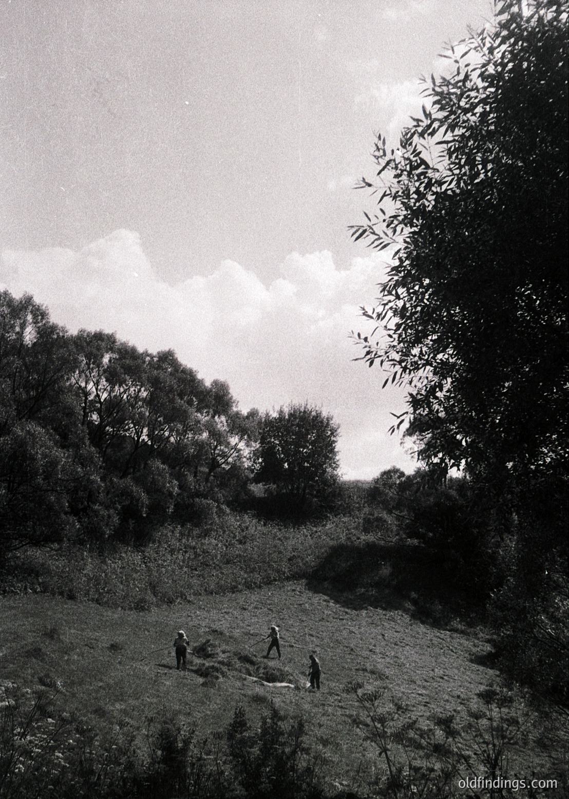 Mid-20th century rural scene: three figures in traditional attire harvest crops in an open field, framed by dense foliage and a cloudy sky. Likely Eastern European agricultural practice, 1950s–1960s.