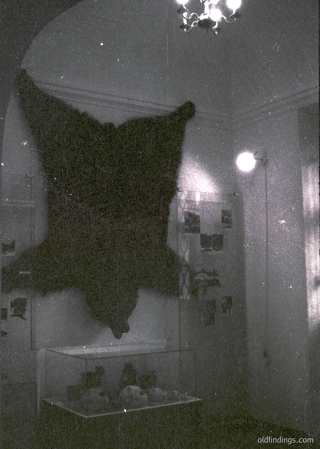 Black-and-white museum display featuring a mounted polar bear skin draped over a glass case. Below, skeletal remains of a polar bear lie on a metal tray. Framed photographs of Arctic wildlife line the wall. Mid-20th century natural history exhibit design.