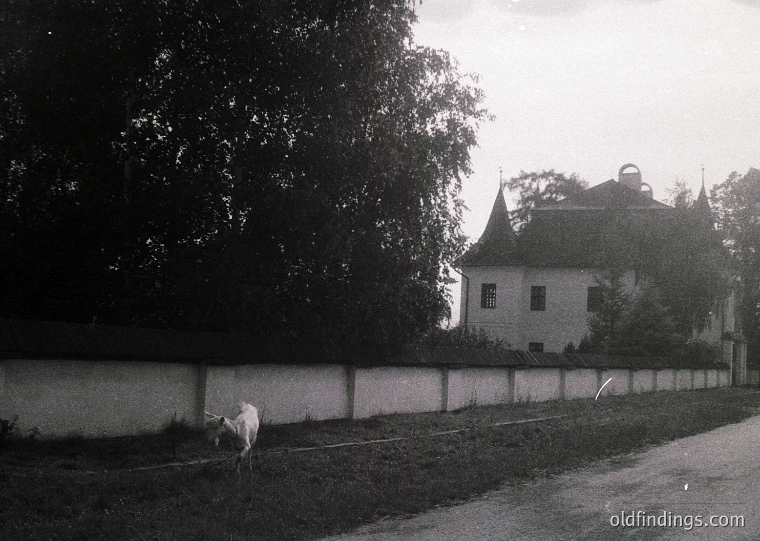 Black-and-white rural scene featuring a white cow grazing near a low stone wall. Behind it, a two-story building with steep gable roofs and dormer windows stands amid dense foliage. Likely Eastern European countryside, mid-20th century.