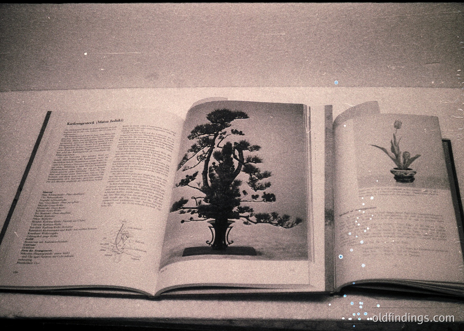 Vintage botanical book featuring meticulously illustrated bonsai trees, likely from mid-20th century. Left page showcases a classic Japanese-style bonsai with detailed pruning diagrams. Right page displays a stylized bonsai with descriptive text. Ideal for design, horticulture, or historical research.