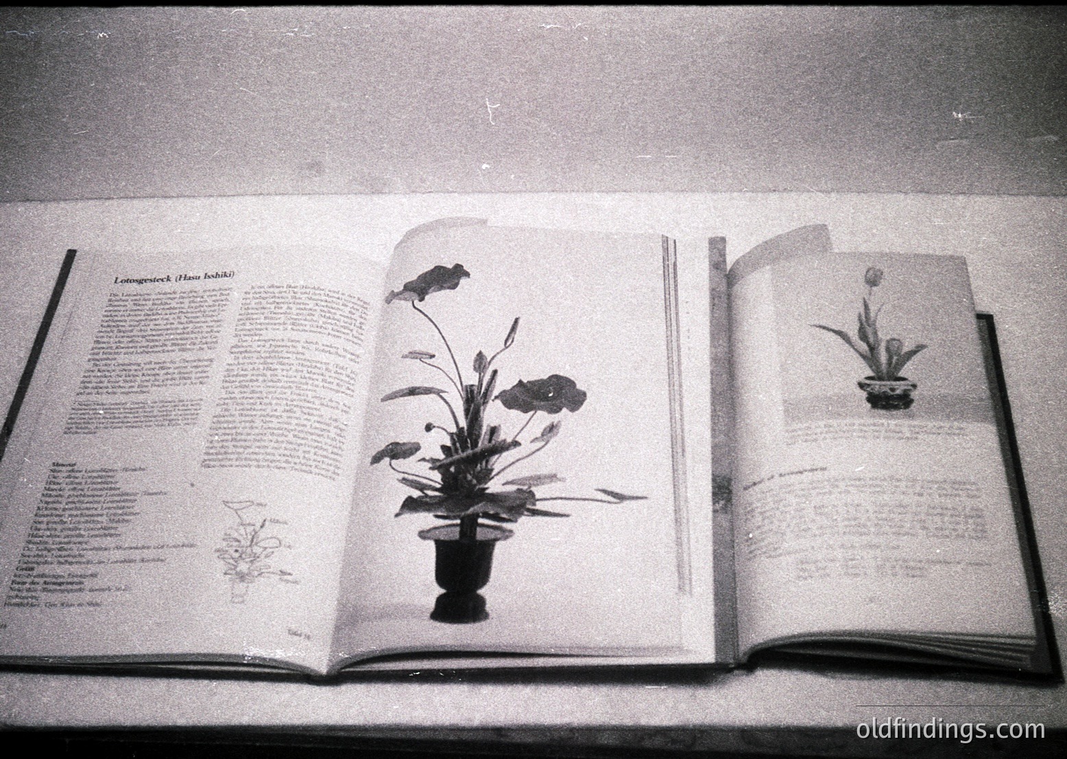 Vintage botanical book open to a page featuring a detailed illustration of a potted plant (likely *Hoya* or *Lonicera*) alongside text. Mid-20th century botanical guide, possibly or . Includes botanical sketches, scientific descriptions, and care instructions. Ideal for , , , , . --- *Note: Exact species identification requires clearer text inspection, but the style aligns with mid-century botanical manuals.*