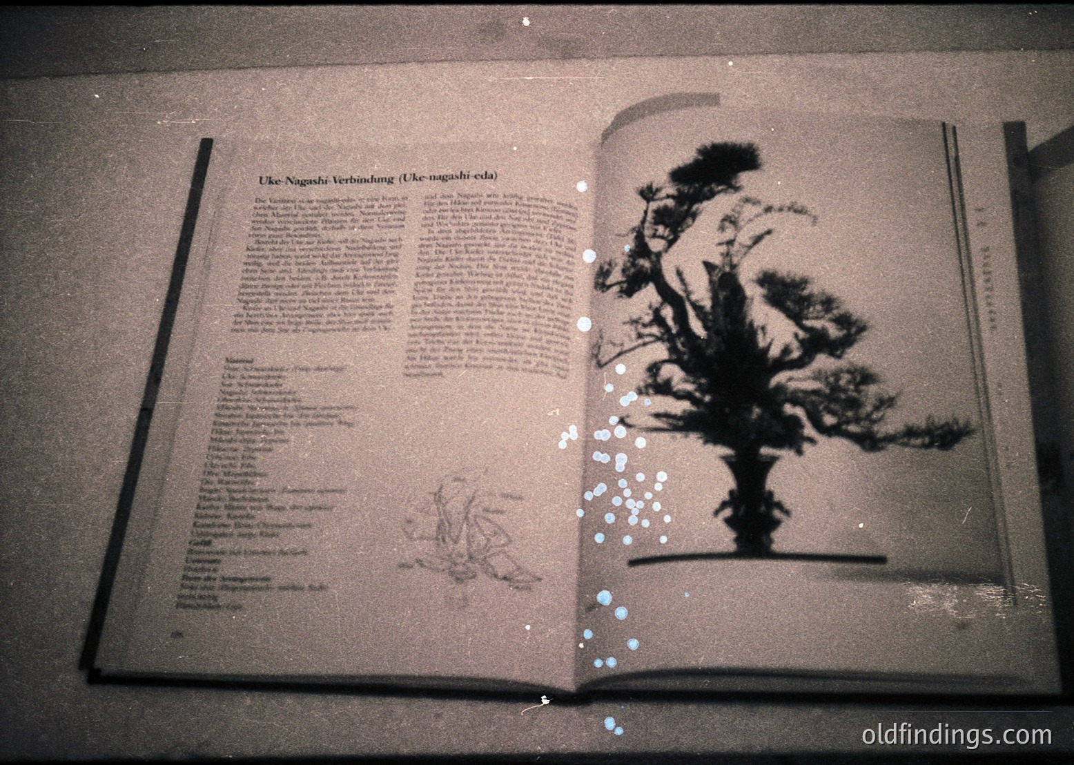 Open vintage botanical book featuring a black-and-white illustration of a tree silhouette on the right page, likely a bonsai or pruned specimen. Left page contains dense German text titled *"Uke-Nagashi Verband (Uke-nagashi-eda)"* with botanical descriptions and diagrams. Text suggests Japanese tree pruning techniques.