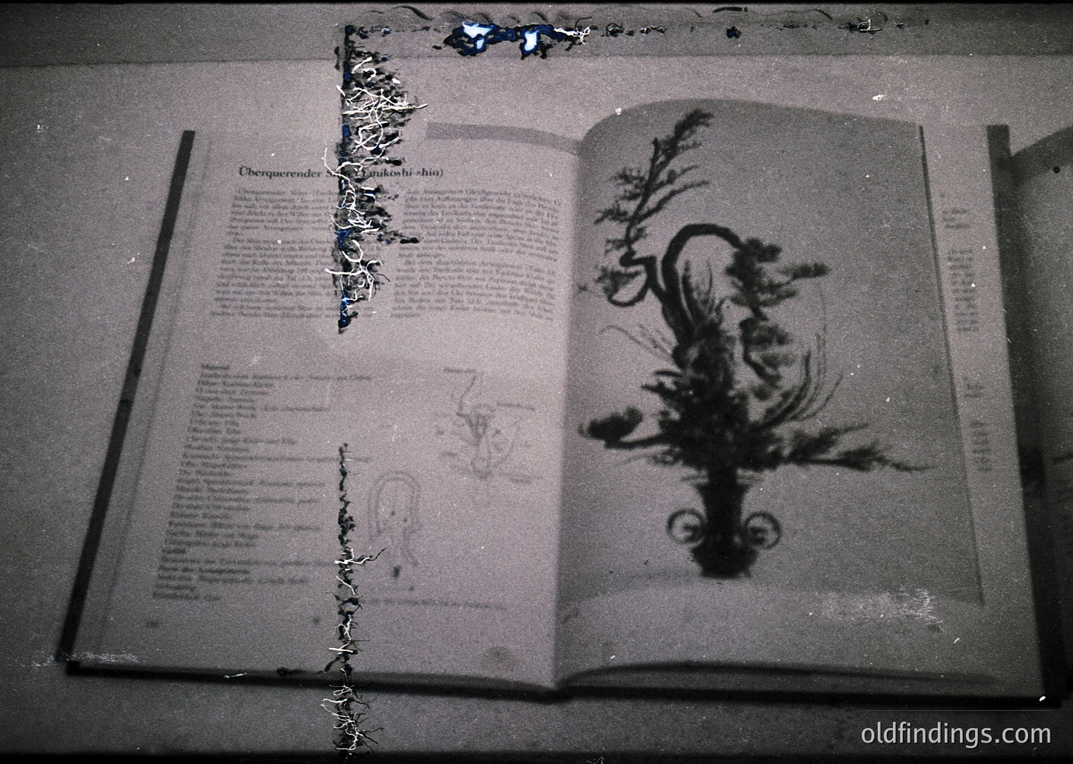 Vintage botanical book open to a detailed 19th-century botanical illustration of a flowering plant, likely *Datura* or *Brugmansia*, with Latin text on facing page. Heavy wear and aged paper suggest historical preservation. Ideal for botanical research, vintage design, or archival studies.