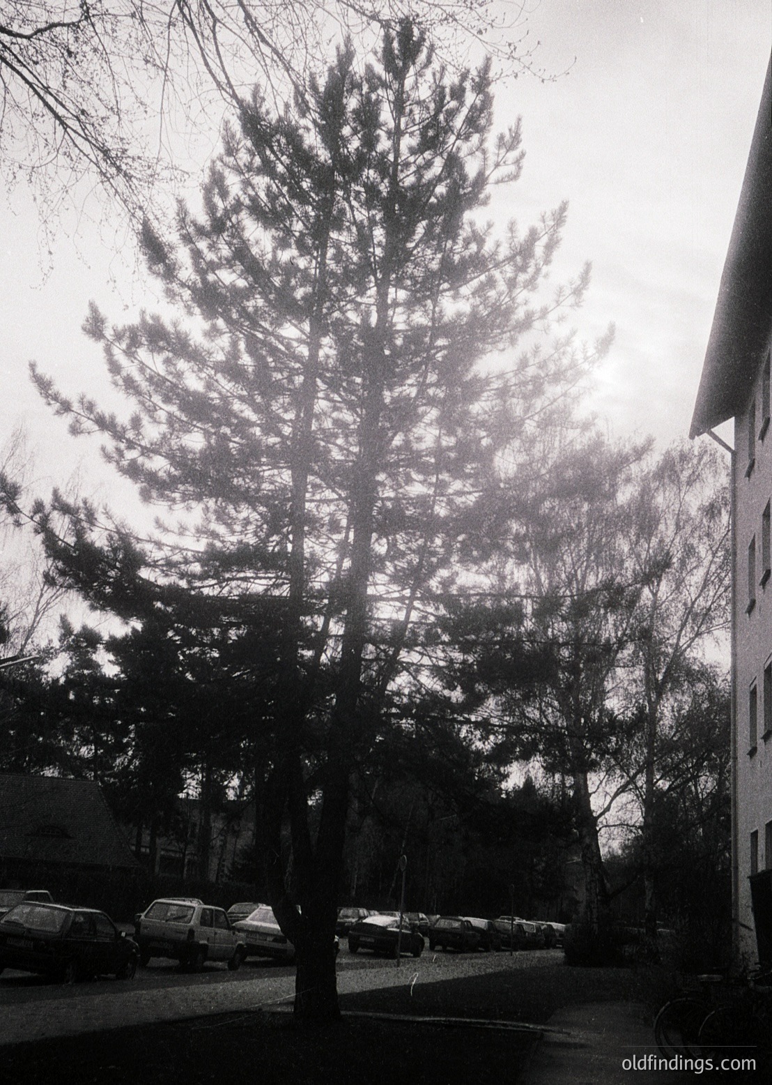 Contrast-rich monochrome shot of a lone evergreen tree in a misty urban setting, with parked vintage cars (1970s-80s era) and residential buildings in the background. The soft light enhances texture and depth.