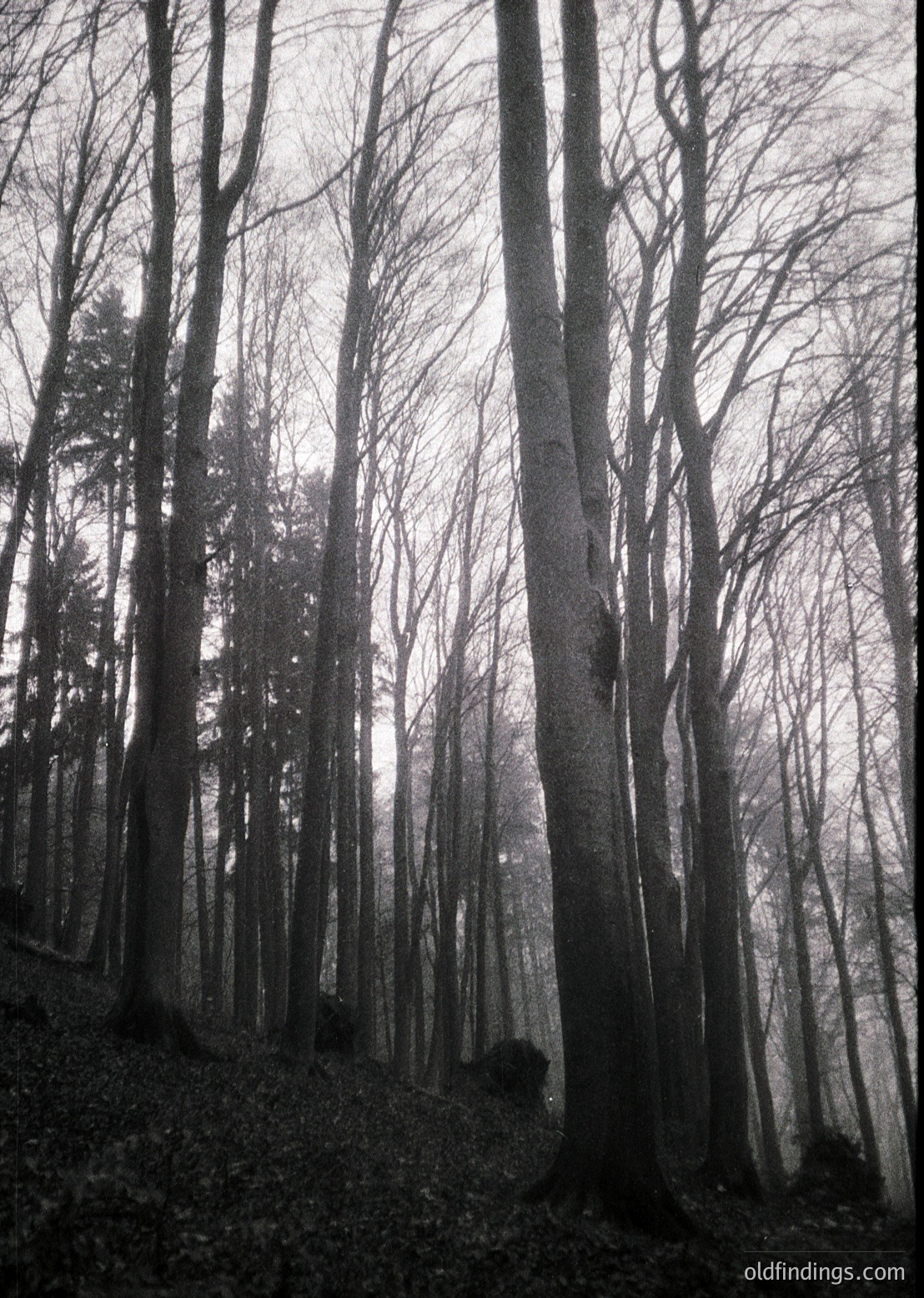 Tall, leafless deciduous trees dominate this misty forest scene, their trunks and branches forming a dense, vertical pattern. Sunlight filters through gaps, casting soft shadows on the forest floor. Likely autumn/winter, suggesting seasonal change. Ideal for moody, atmospheric stock imagery or nature-themed design references.