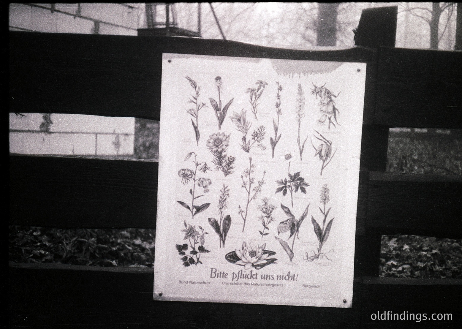 Vintage botanical guideboard featuring detailed black-and-white illustrations of 24 European wildflowers. Text in German reads *"Bitte pflückt uns nicht!"* ("Please don’t pick us!") with plant names listed. Likely from a 1960s–1980s European park or nature reserve.