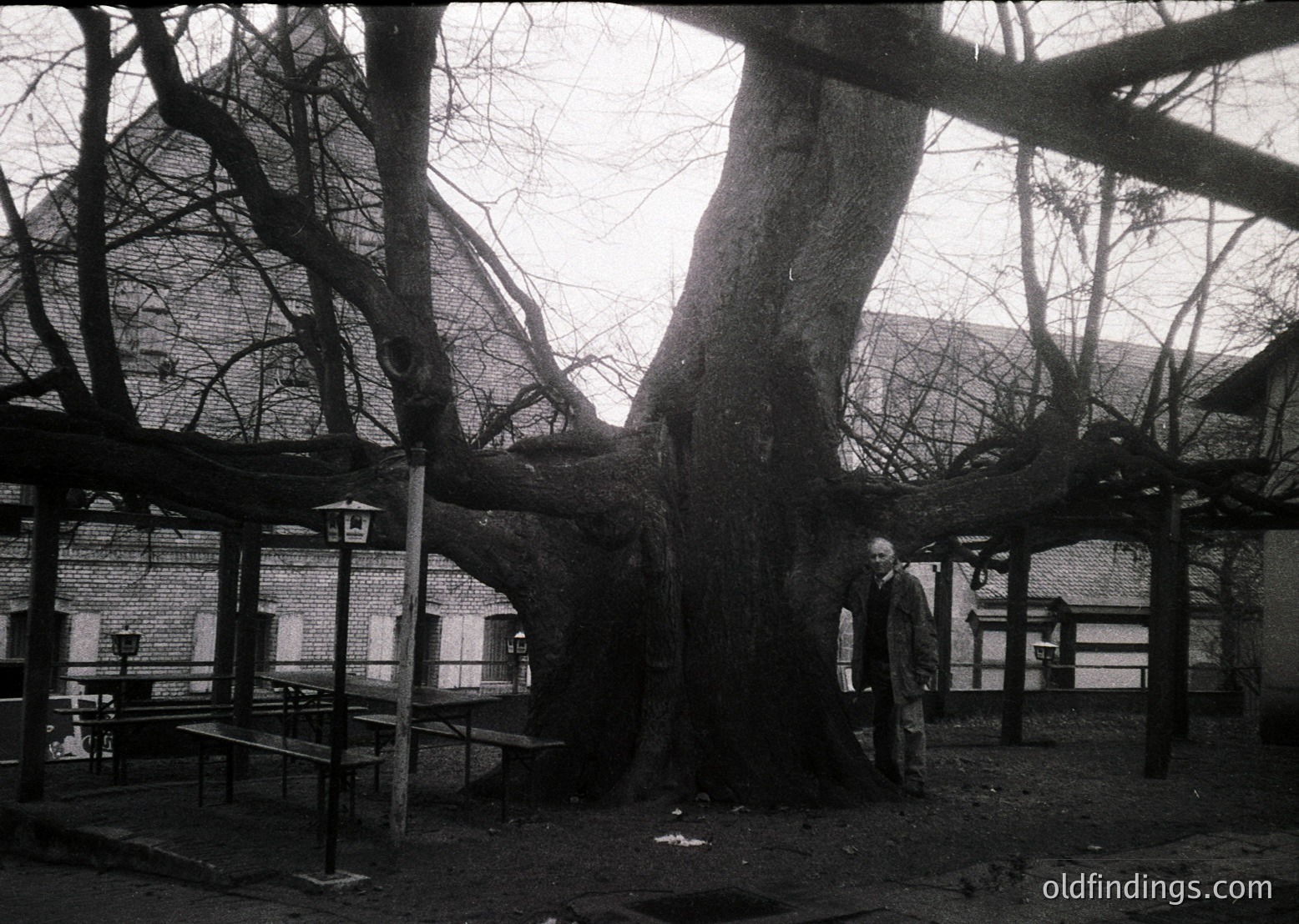 Black-and-white courtyard scene featuring a lone man in mid-stride near a large, sprawling tree. Brick buildings with arched windows and metal railings frame the space. Empty wooden benches and a central fountain add to the quiet atmosphere. Likely Eastern European, 1960s–1980s.