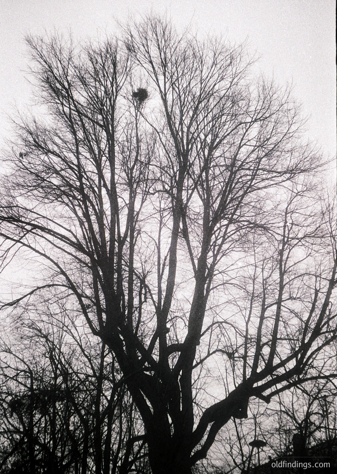 Barren deciduous tree branches silhouetted against overcast sky, likely autumn/winter. Minimalist composition highlights natural textures and light contrast. Ideal for mood-driven design, nature studies, or stock photography.