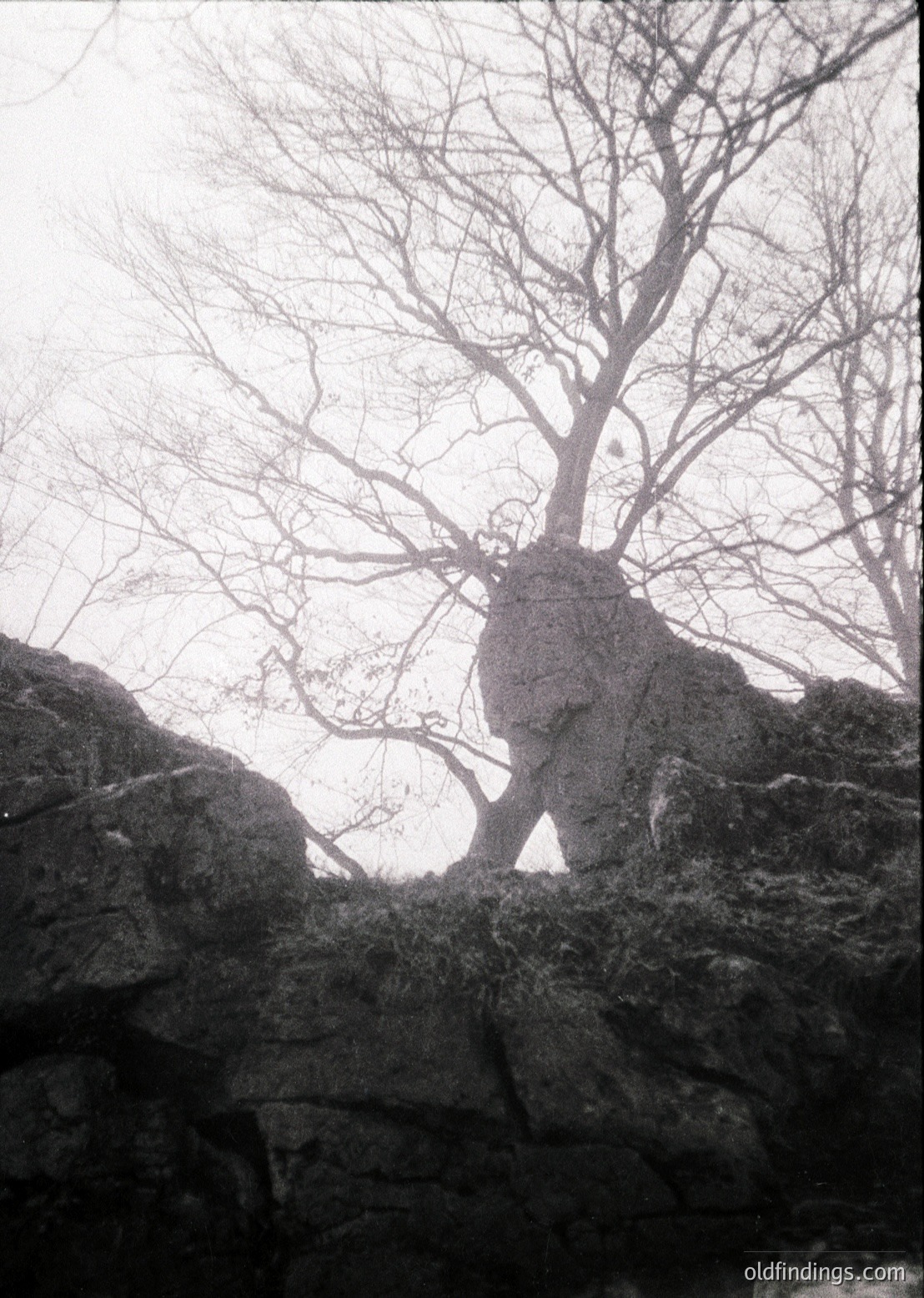 Barren deciduous tree emerging from rocky terrain, framed by jagged stone. Monochromatic, high-contrast composition evokes winter or early spring. Potential or for design.