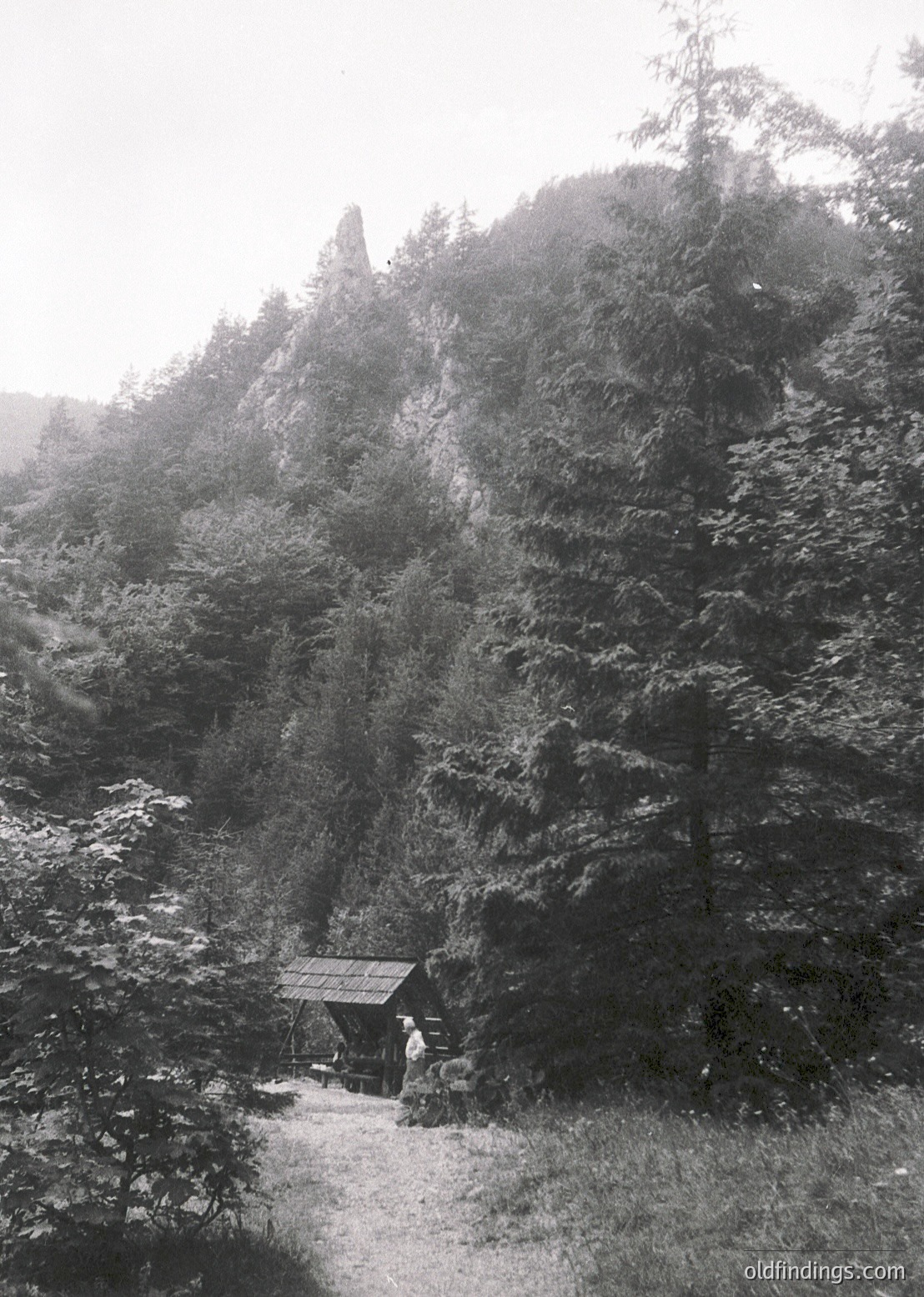 Black-and-white mountain hut nestled in dense coniferous forest, likely European Alps. Small wooden structure with sloped roof, surrounded by tall pines and misty terrain. Possible mid-20th century alpine photography.