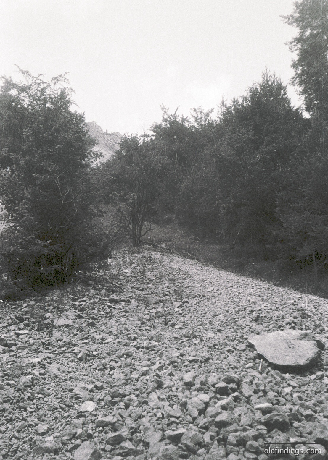 Snow-covered gravel path flanked by dense evergreen trees, leading into misty forest. Monochromatic winter landscape evokes solitude and natural beauty. Ideal for stock nature/outdoor collections.