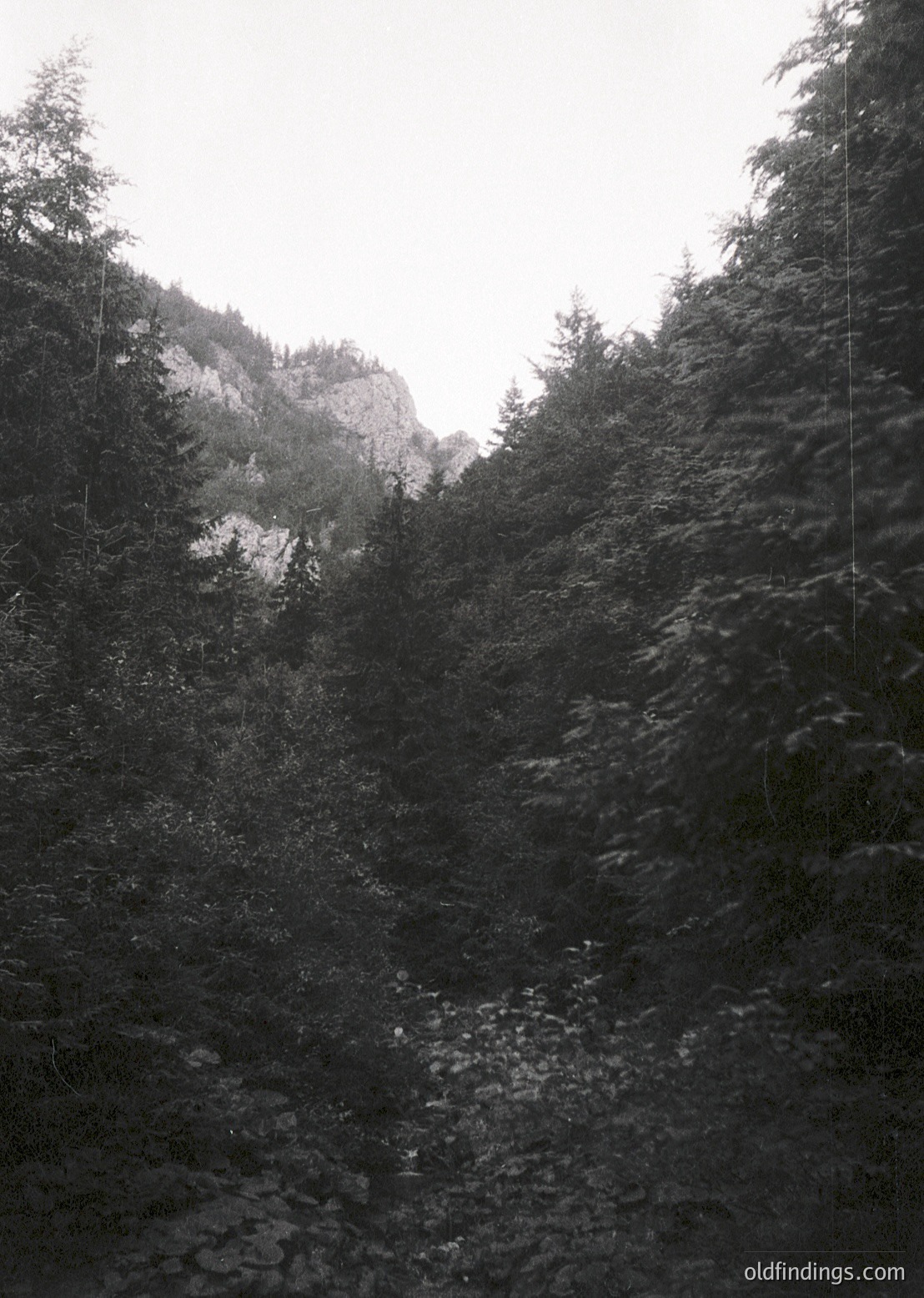 Misty alpine forest path winding through dense coniferous trees, leading to rocky slopes. Soft light filters through fog, enhancing atmospheric depth.
