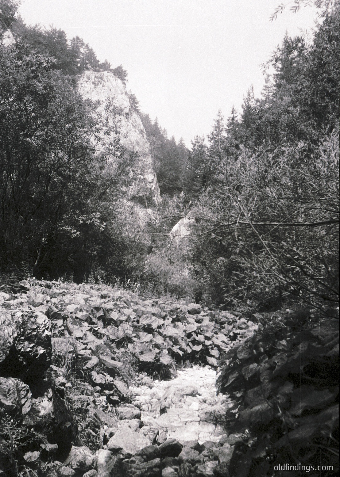 Black-and-white mountain trail winding through rocky terrain, flanked by dense coniferous forest. Mist or low clouds obscure distant peaks, enhancing dramatic atmosphere. Likely early-to-mid 20th century based on monochrome and composition.