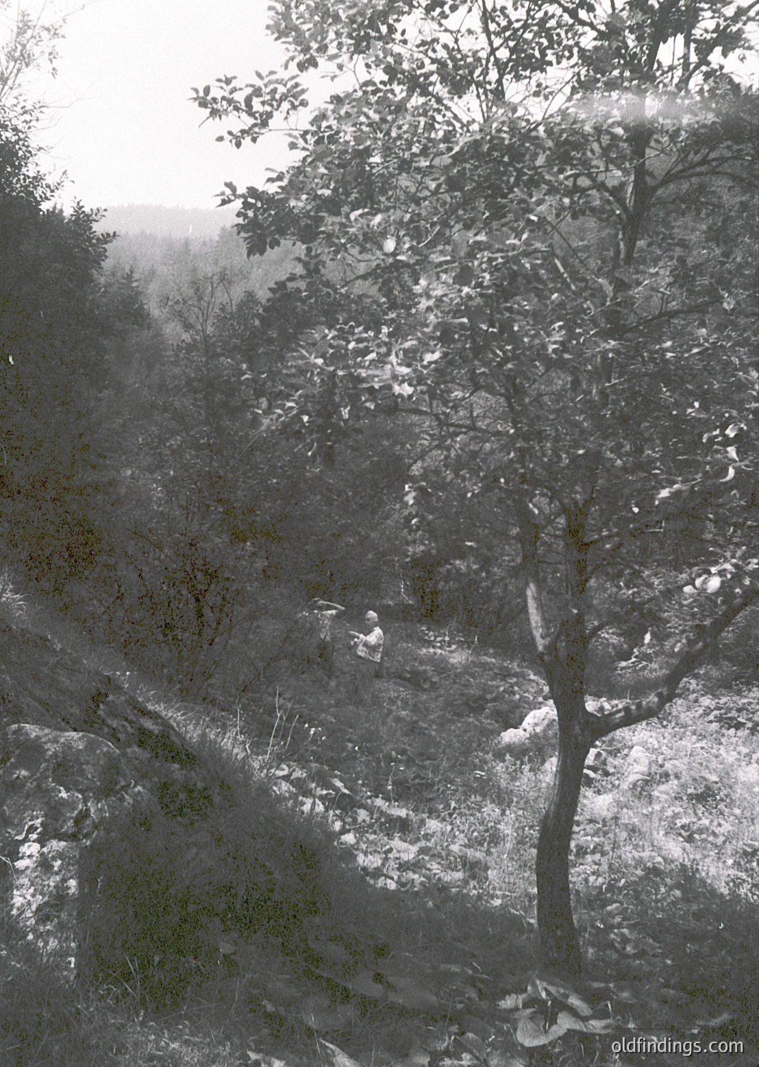 Black-and-white winter landscape featuring a lone figure hiking uphill through snow-dusted forest. Dense evergreen trees frame the path, with mist rising from the ground. Distant mountains create a serene backdrop. Style suggests vintage outdoor photography, likely 1960s–1980s.