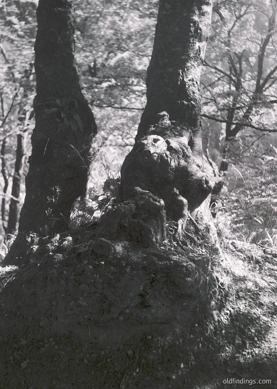 Close-up of gnarled tree roots emerging from a rocky, wet forest floor. Dramatic play of light and shadow highlights texture and depth. Ideal for nature, landscape, or environmental studies.
