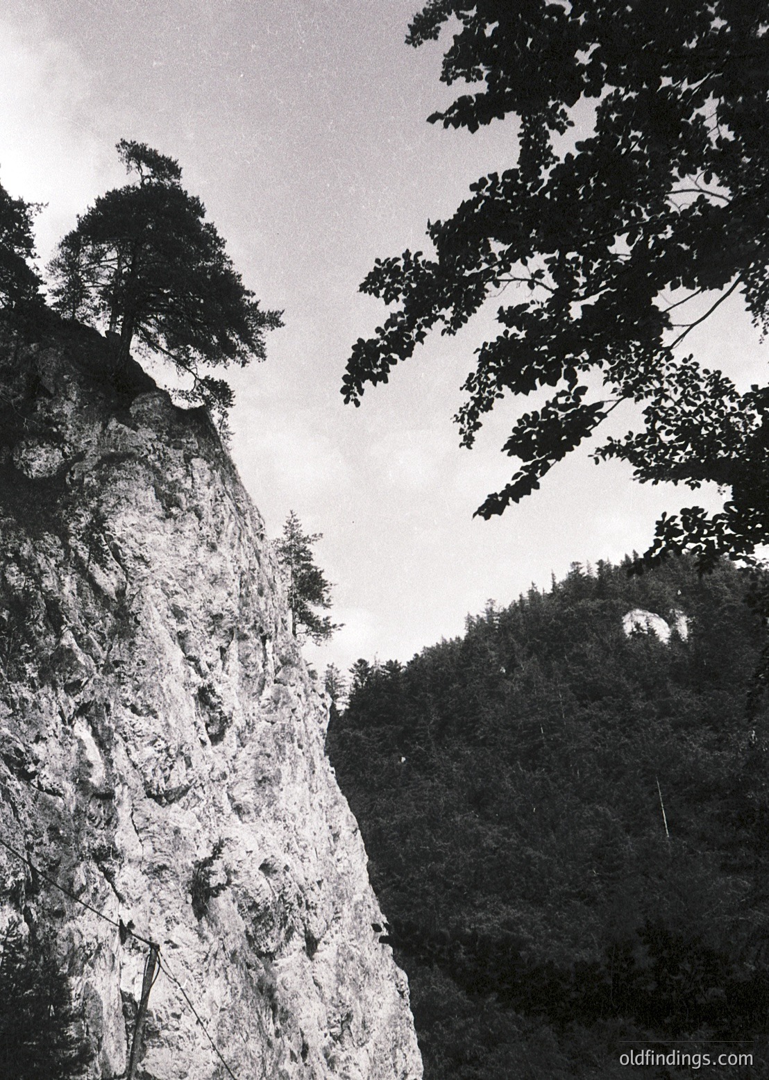 Dramatic monochrome cliffside with rugged rock formations and dense forest foliage framing the top. High-contrast lighting emphasizes texture and depth in natural landscape. Likely European alpine or mountainous region.