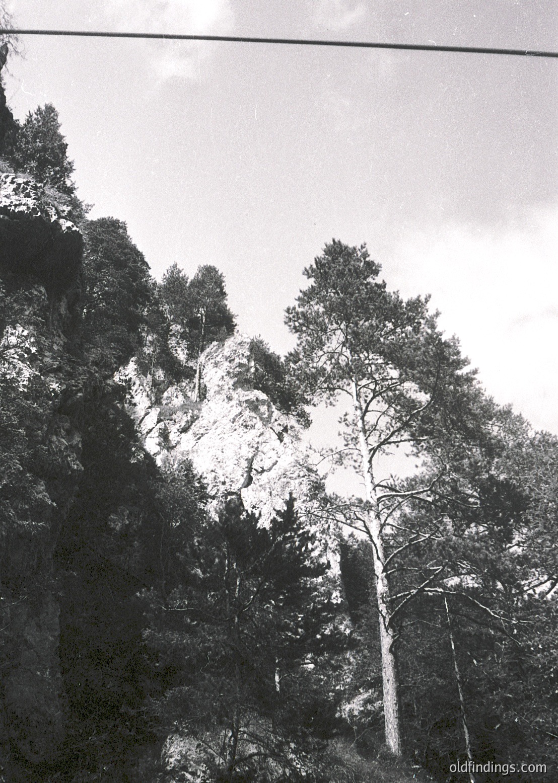 Black-and-white forest scene featuring dense coniferous trees on rocky terrain, captured from a low angle. The composition emphasizes verticality and natural textures, likely mid-20th century due to monochrome style. Ideal for nature, landscape, or vintage design references.