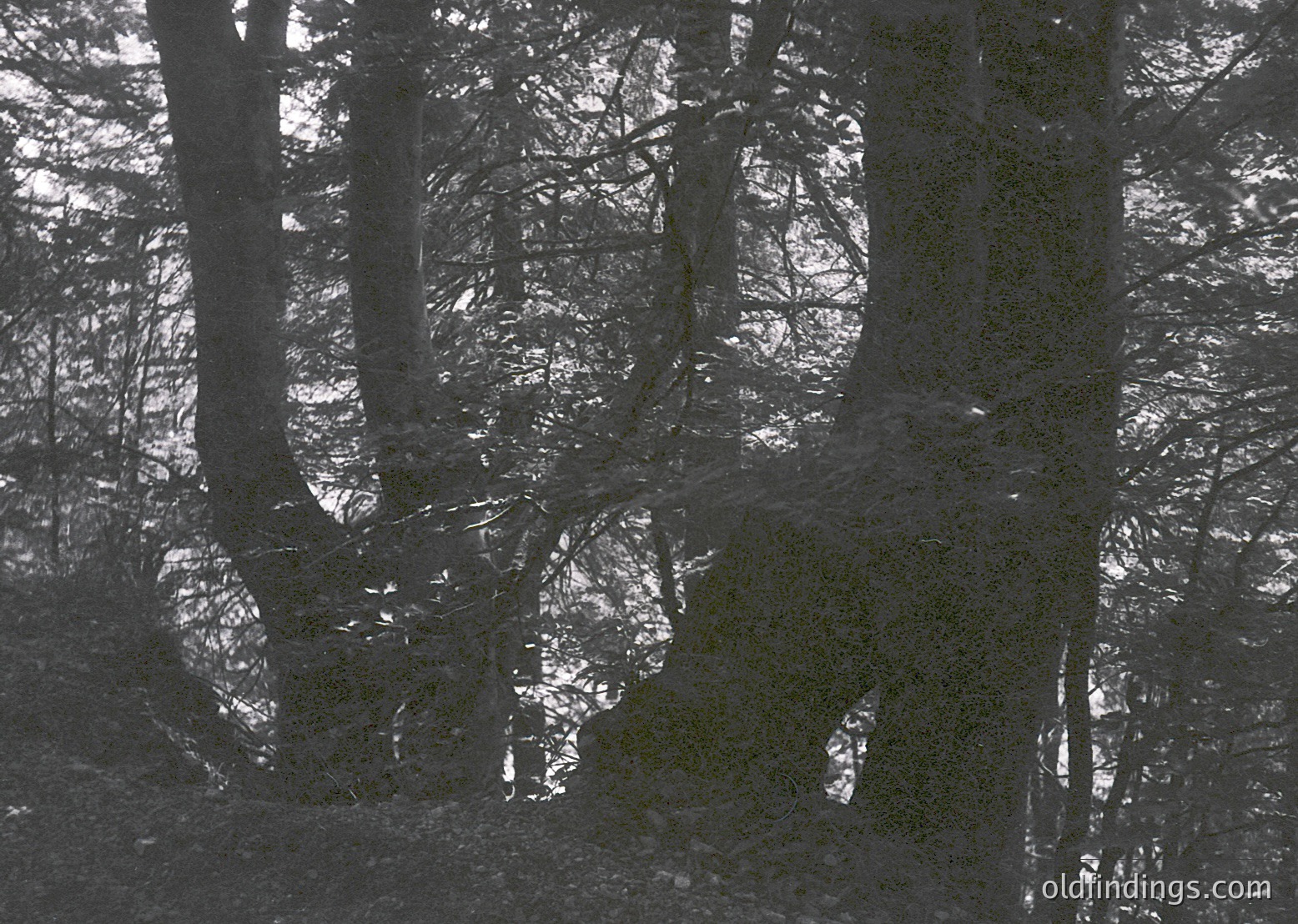 Monochrome forest scene with snow-covered branches and ground, creating intricate patterns. Reflective ice crystals enhance texture. Ideal for winter landscape or nature study.