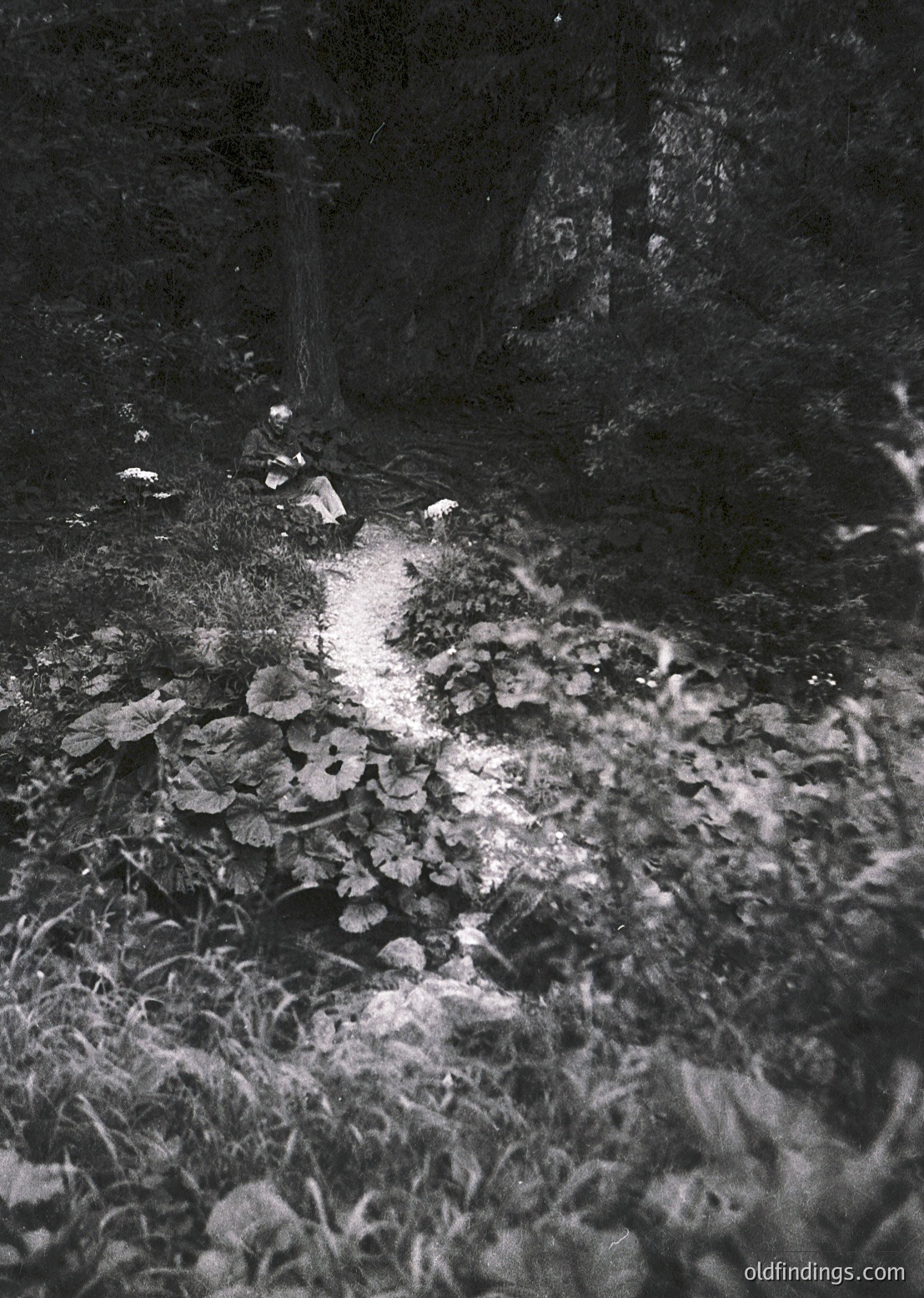 Sunlight filters through dense foliage, illuminating a narrow path in a dark, overgrown forest clearing. The contrast highlights fallen leaves and moss-covered ground, suggesting a serene, untouched natural setting. The play of light and shadow creates a dramatic monochrome effect.